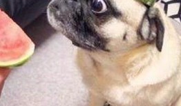 娱乐是个圈吃瓜群众散