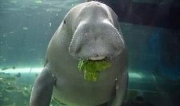 鲨鱼最新爆料,娱乐圈幕后真相大曝光！