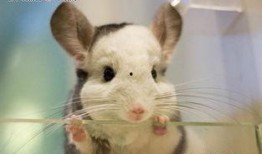 龙猫网官网最新版本爆料,揭秘神秘新版本精彩内容抢先看